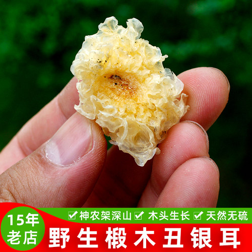 神农架野生椴木银耳丑雪耳白木耳