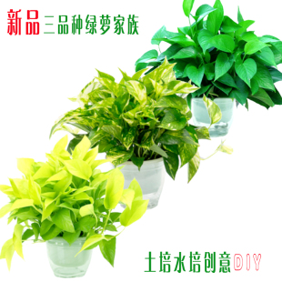 新品 盆栽花叶绿萝黄金葛青叶萝除甲醛水培水养桌面盆栽植物水培
