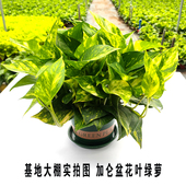 新品 花叶绿萝盆栽室内除甲醛植物水培绿箩绿植盆景吸水盆栽花卉