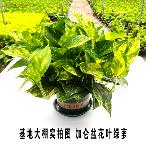 新品花叶绿萝盆栽室内除甲醛植物