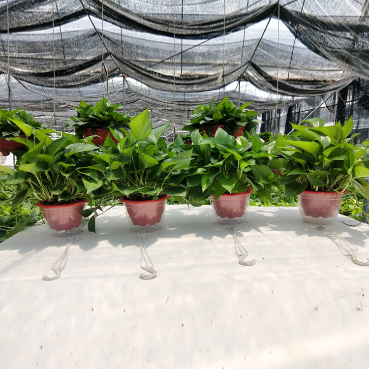 绿箩除甲醛绿箩带盆土绿萝盆栽