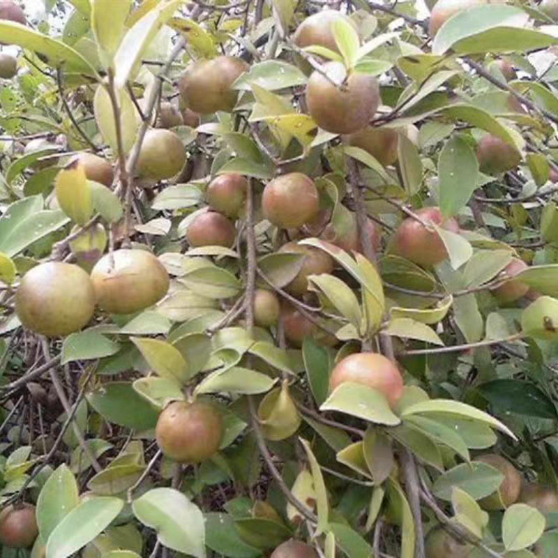 本土老品种油茶苗茶子树苗