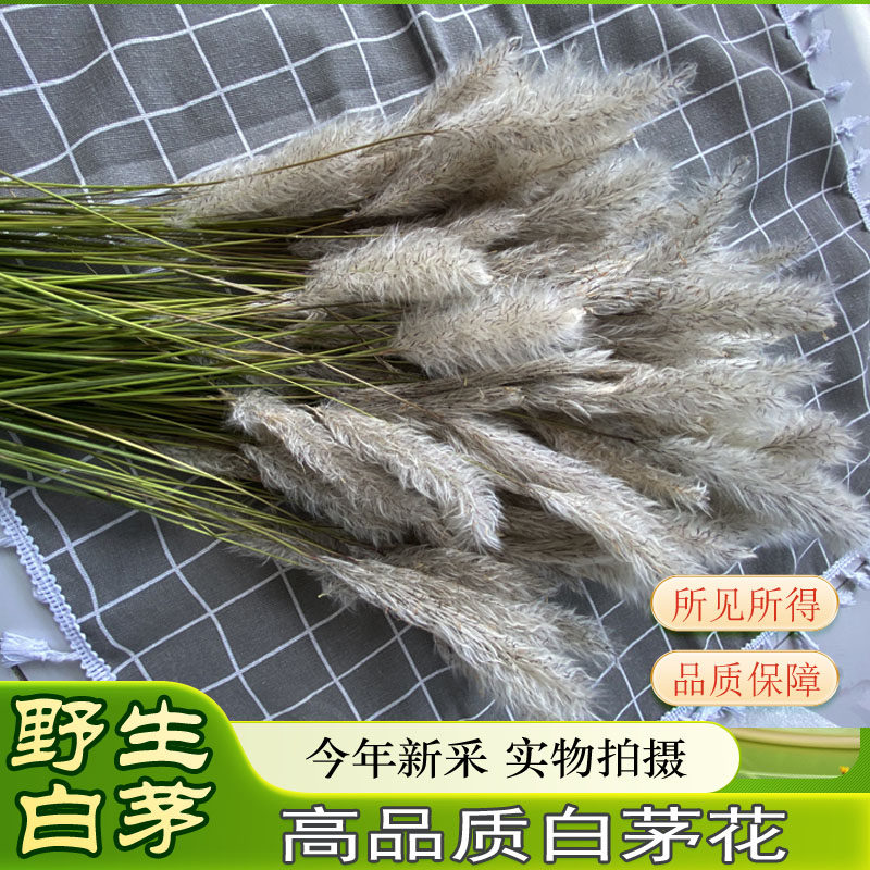 白茅花野生正品茅针花茅草花干货中药材山东无硫煮水喝精选茅根草