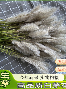 白茅花野生正品茅针花茅草花干货中药材山东无硫煮水喝精选茅根草