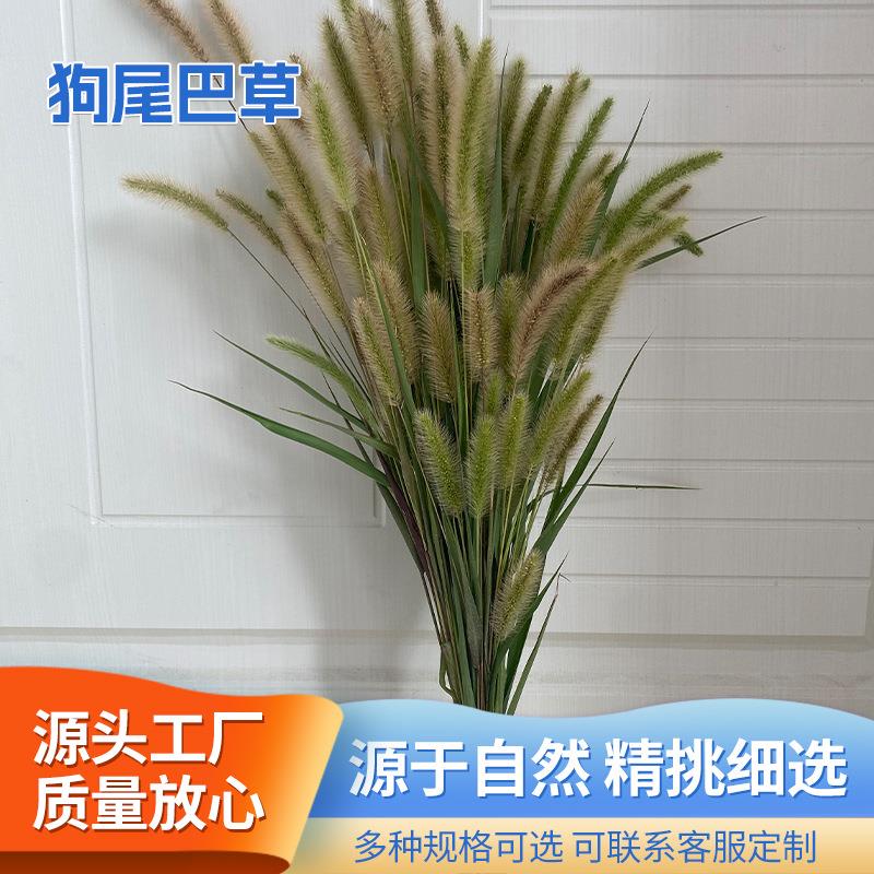 真狗尾巴草花束干花摆件天然装饰野草创意永生花新鲜现摘场景布置