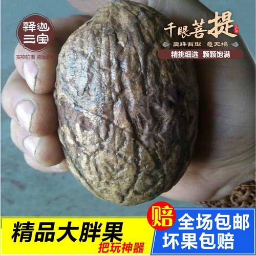 厘米手把件菩提子原籽