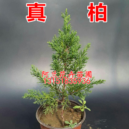 系鱼川济州真柏日本绿植造型盆景