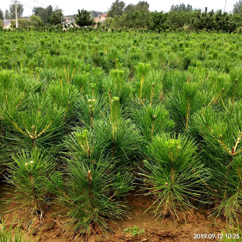 黑松树苗黑松苗日本黑松小苗庭院绿植盆栽盆景造型素材苗圃直销
