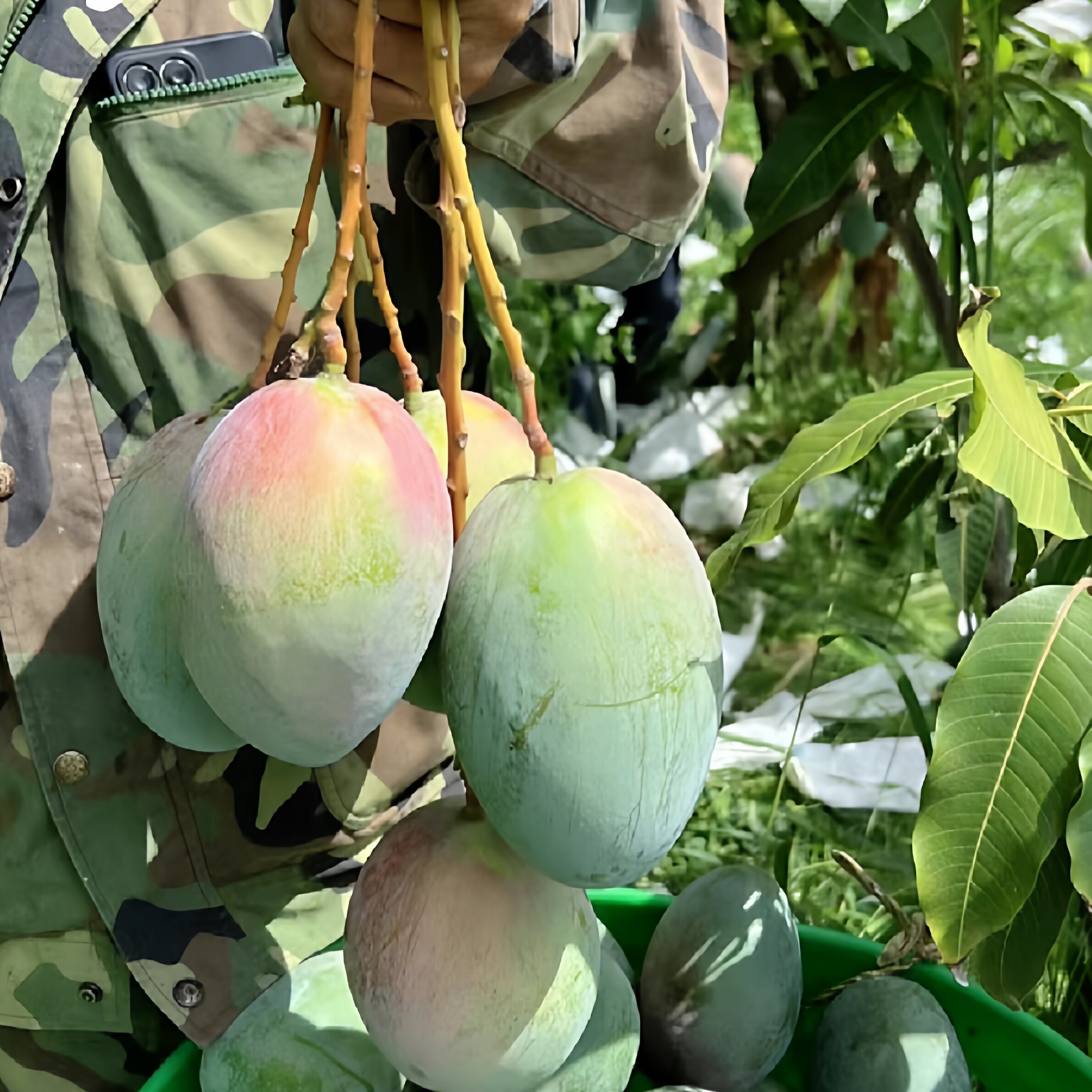 四川攀枝花凯特芒果自家果园大果十斤（自家种的直接发到你手上）