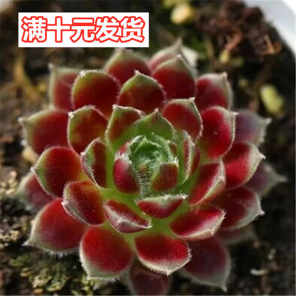 多肉组合盆栽紫牡丹一物一拍办公室桌面盆栽绿植防辐射净化空气