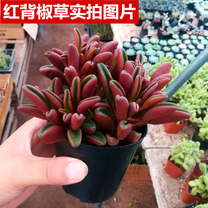 多肉植物盆栽 红背椒草 红色植物 室内阳台 办公室桌面的肉肉花卉