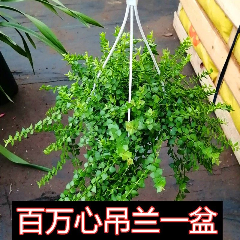 室外室内花花卉绿植盆栽吊兰植物百万心  心型小植物绿色小青心