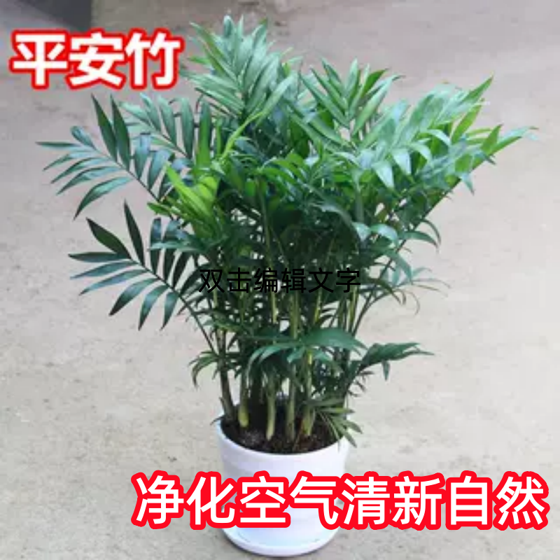 家里植物耐寒大型绿植客厅室内花卉盆栽袖珍椰子富贵竹净化空气,鲜花速递/花卉仿真/绿植园艺,大型绿植/成品组合盆栽,淘宝优惠券,粉丝福利购,淘宝优惠卷