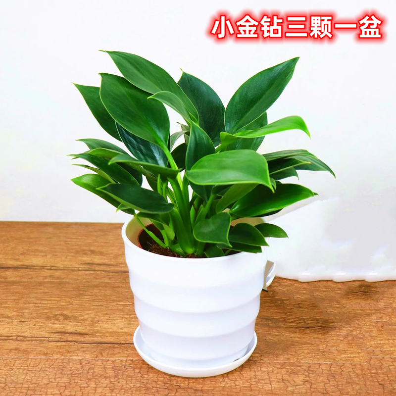 四季绿色花卉植物 大金钻 小金钻室内花卉绿植盆栽办公室内客厅