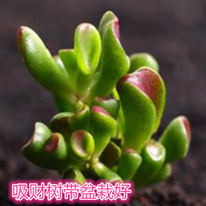多肉植物盆栽吸财树筒叶花月肉肉植桌面办公室内吸甲醇防辐射包邮