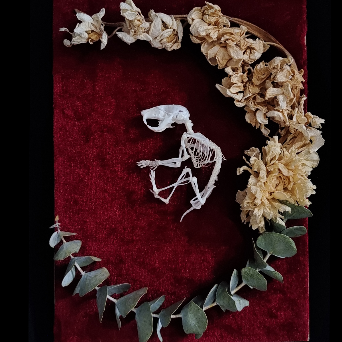 宠物定制骨骼标本真骨加工定做猫狗兔鼠鸟蛇鱼龟蛙蜥蜴守宫骨架