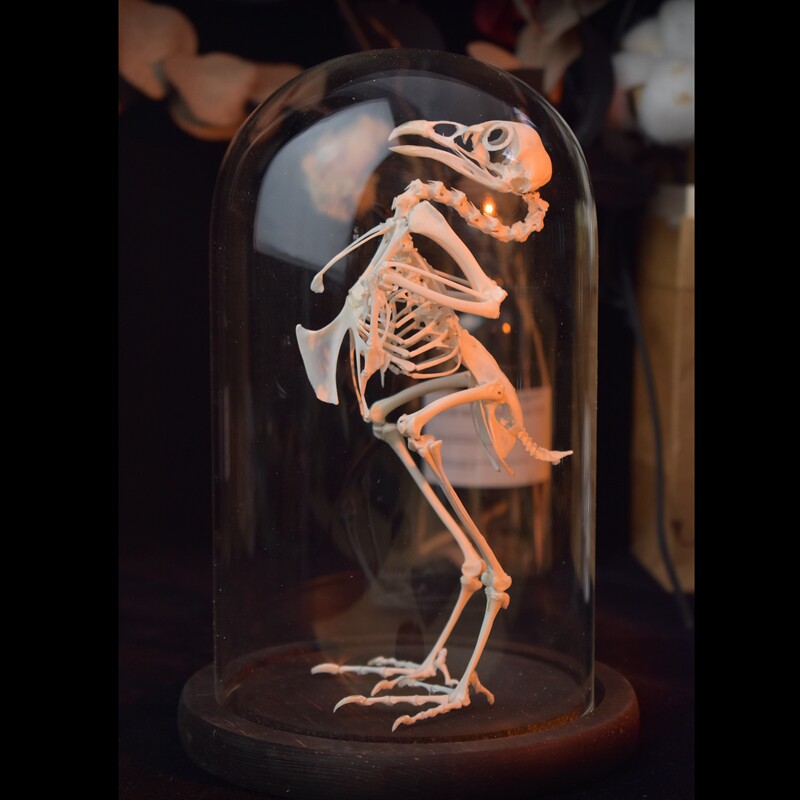 塞拉玛鸡骨骼标本摆件 真骨 马来西亚宠物观赏鸡骨架