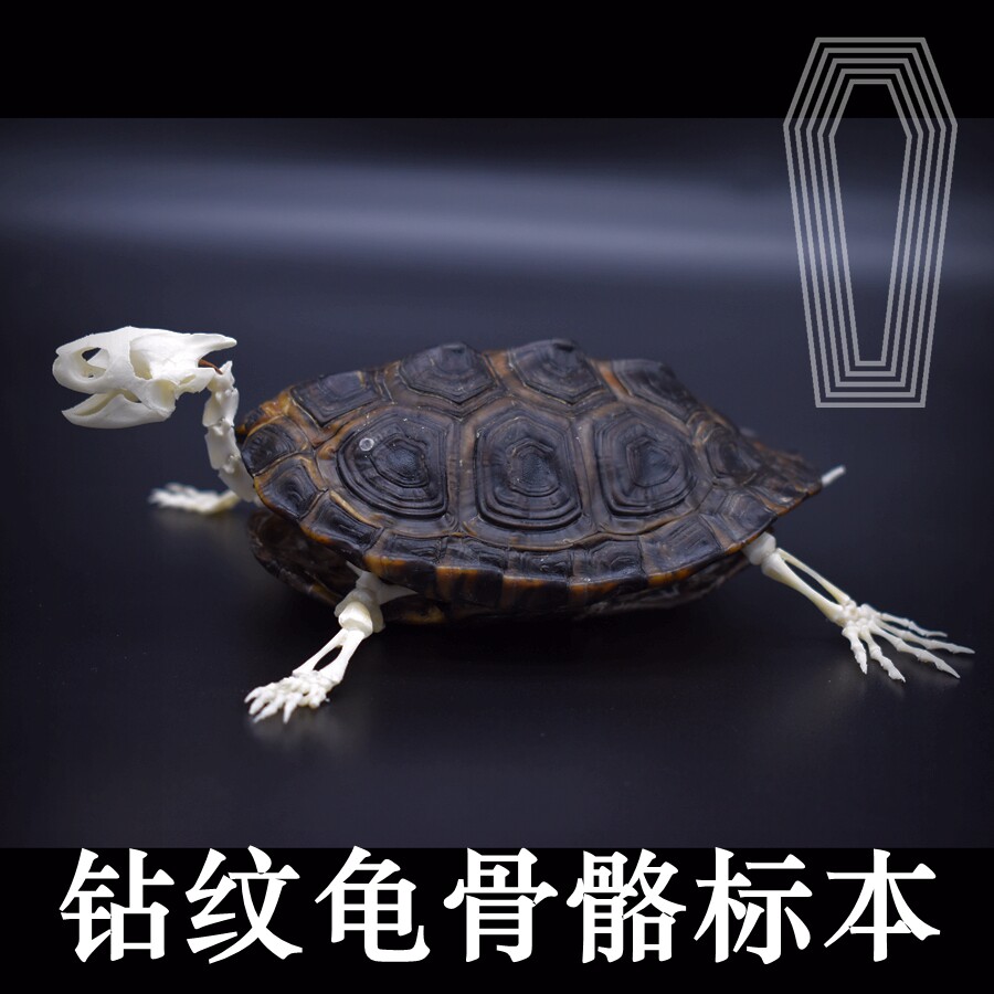 【现货】钻纹龟骨骼动物标本
