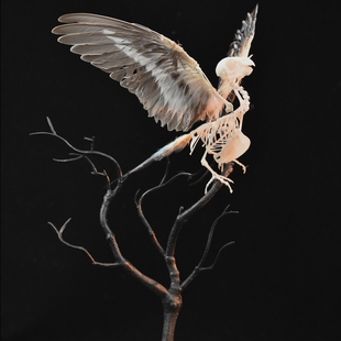 树枝款鹦鹉骨骼标本鸟骨架【自由的骨头】树枝摆件定制骨骼