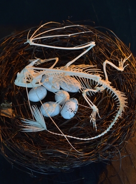 无牙仔骨骼标本《驯龙高手》 真骨 西方龙Toothless骨骼摆件装饰