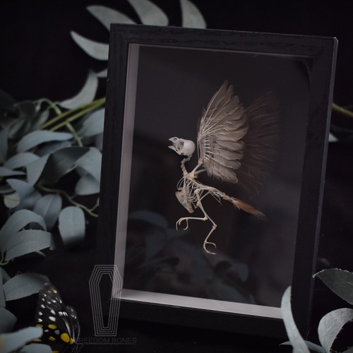 相框摆件挂墙骨骼标本