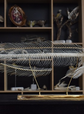 黑鱼骨骼标本 真骨 路亚鱼种 蛇鱼骨骼