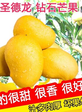 云南圣德龙精品芒果新鲜现货盛的隆树上熟大果香甜缅甸钻石芒10斤