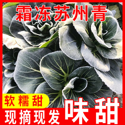 苏北农家矮脚苏州青菜新鲜软糯霜冻上海青露天蔬菜时令现摘现发
