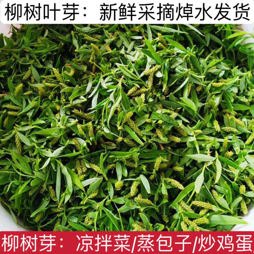 清水柳芽柳絮新鲜柳树芽嫩芽柳芽茶柳絮柳树芽柳花嫩柳芽尖野菜
