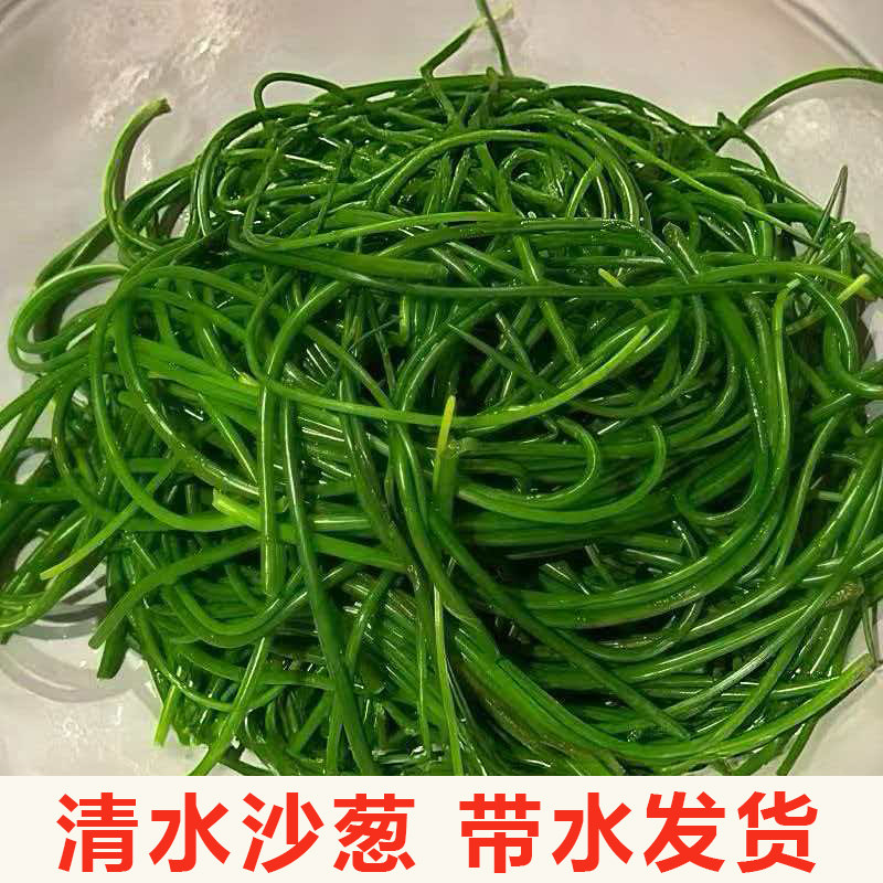 清水沙葱西北特产沙漠野菜新鲜野沙葱300克袋装可涮火锅凉拌馅炒