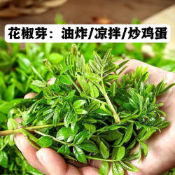 清水花椒芽新鲜花椒叶山野菜袋装清水保鲜花椒叶嫩芽300g袋装包邮