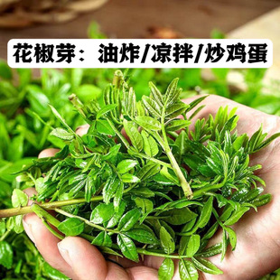 清水花椒芽新鲜花椒叶山野菜袋装清水保鲜花椒叶嫩芽300g袋装包邮