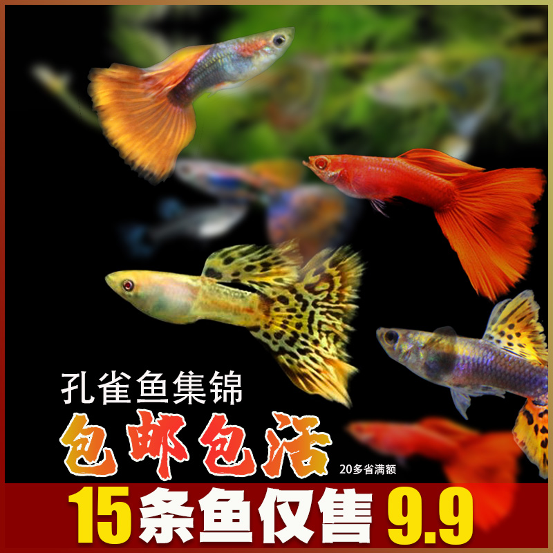 孔雀鱼小型淡水纯种凤尾红绿灯胎生鱼金鱼热带鱼活体观赏鱼清道夫
