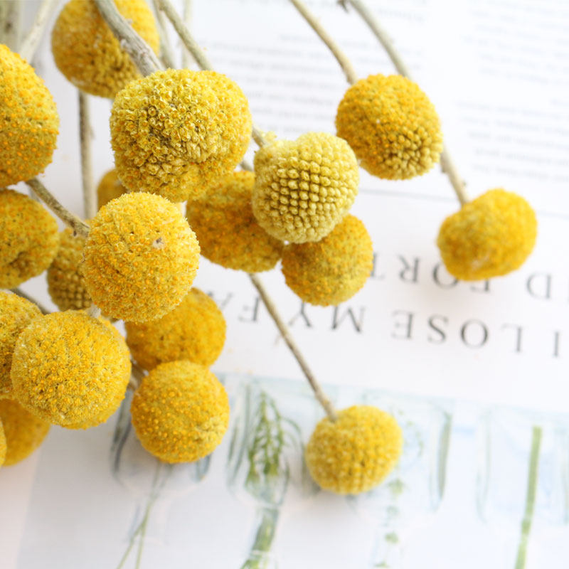 黄金球干花真花批发家居餐桌婚礼花艺摆件装饰云南金槌花基地直销