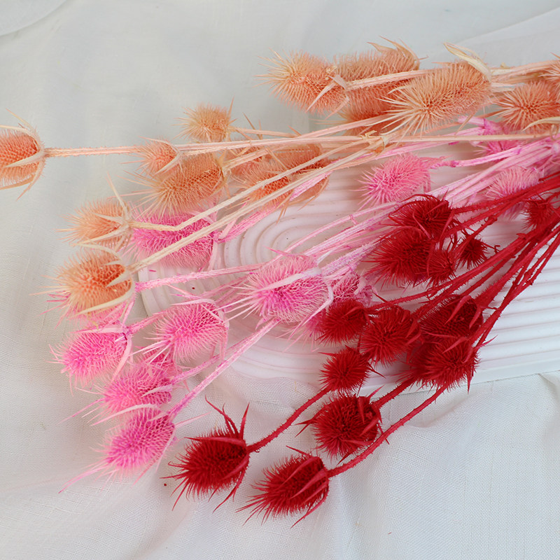 永生花大刺芹真花发财果干花家居装饰插花电视柜花材包花花束diy