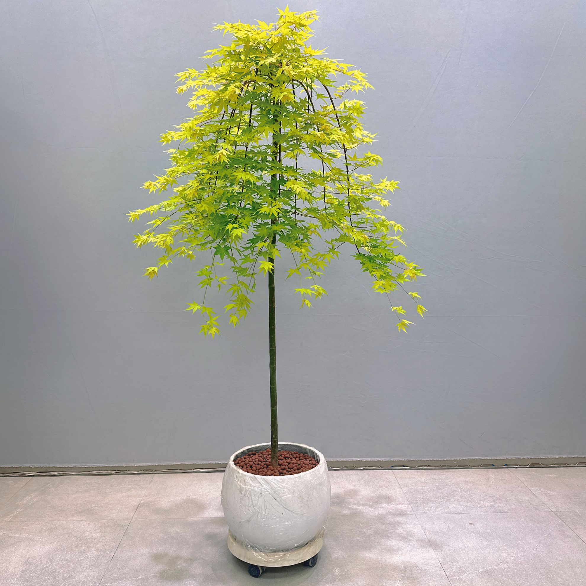 黄金流泉枫盆景植物树桩室内客厅桌面老桩盆栽四季常青易养室外