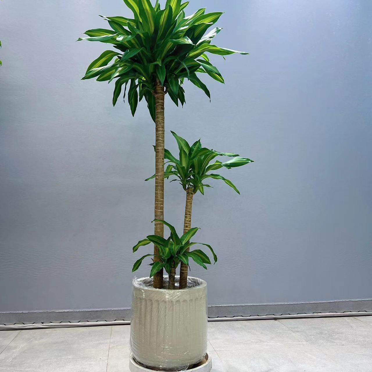 四季常青金星荷花铁美人铁好养活落地老桩大型绿植花卉客厅网红