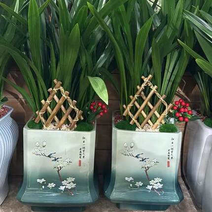 墨兰兰草花卉盆栽兰花大凤素建兰基地直销带花苞阳台绿植物名贵