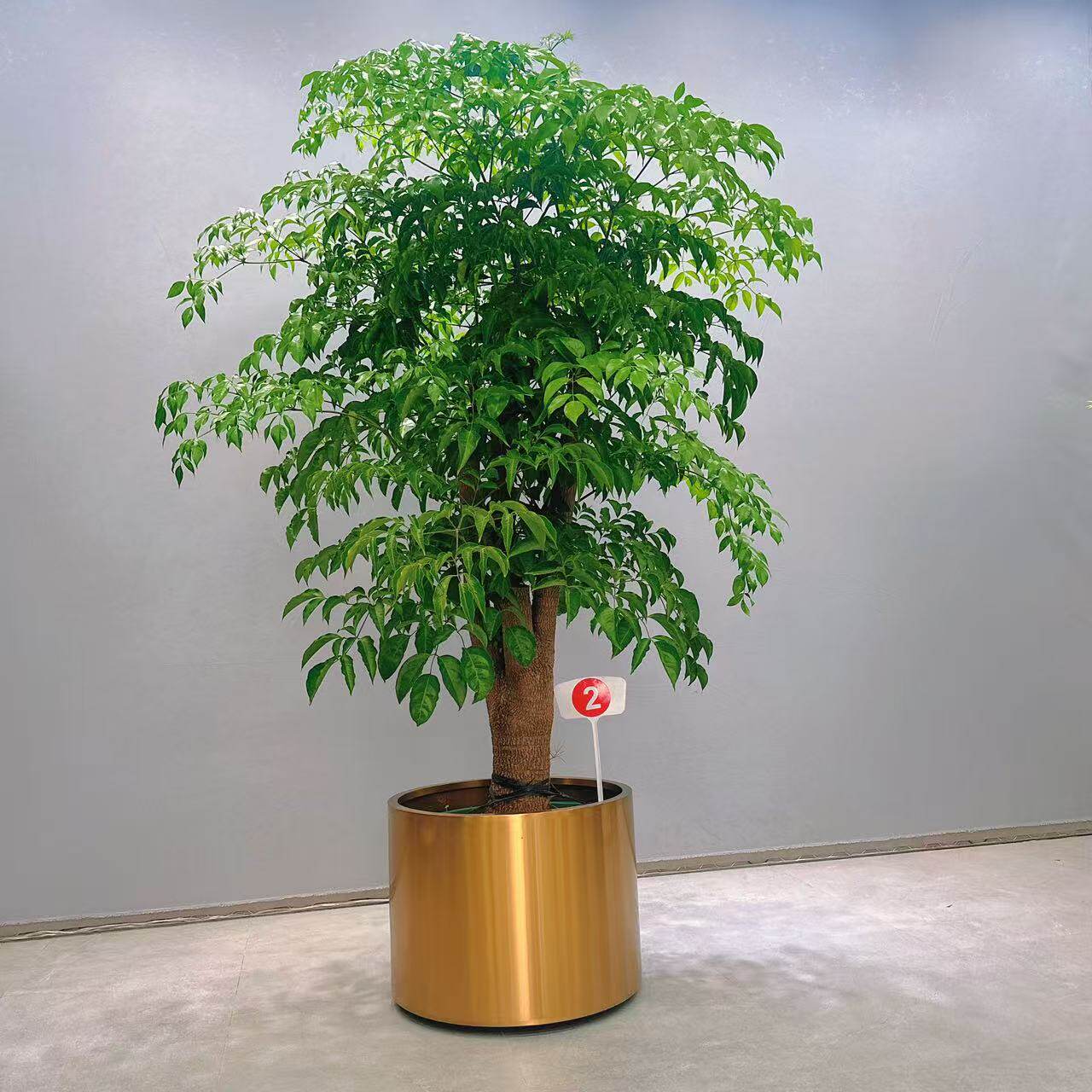 大型老桩幸福树四季常青绿植
