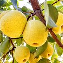 祁县本地酥梨皮薄汁多9斤装