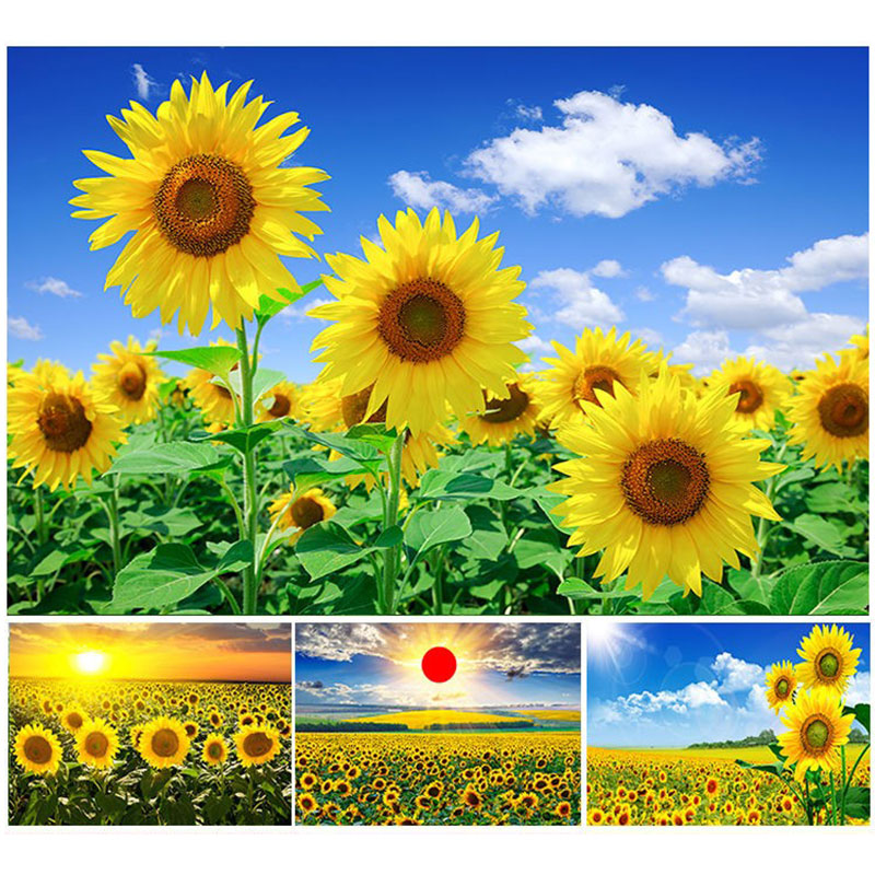 向日葵海报太阳花自粘装饰画客厅卧室书房墙贴花卉风景向阳花自粘图片
