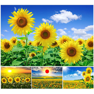 向日葵海报太阳花自粘装饰画客厅卧室书房墙贴花卉风景向阳花自粘
