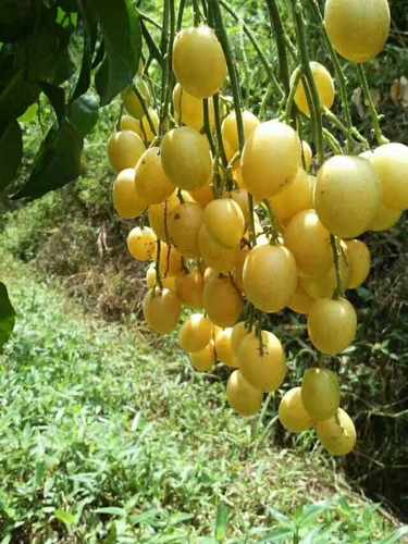 鸡心冰糖纯甜黄皮果苗、郁南无核黄皮苗、大鸡心苗、冰糖嫁接树苗