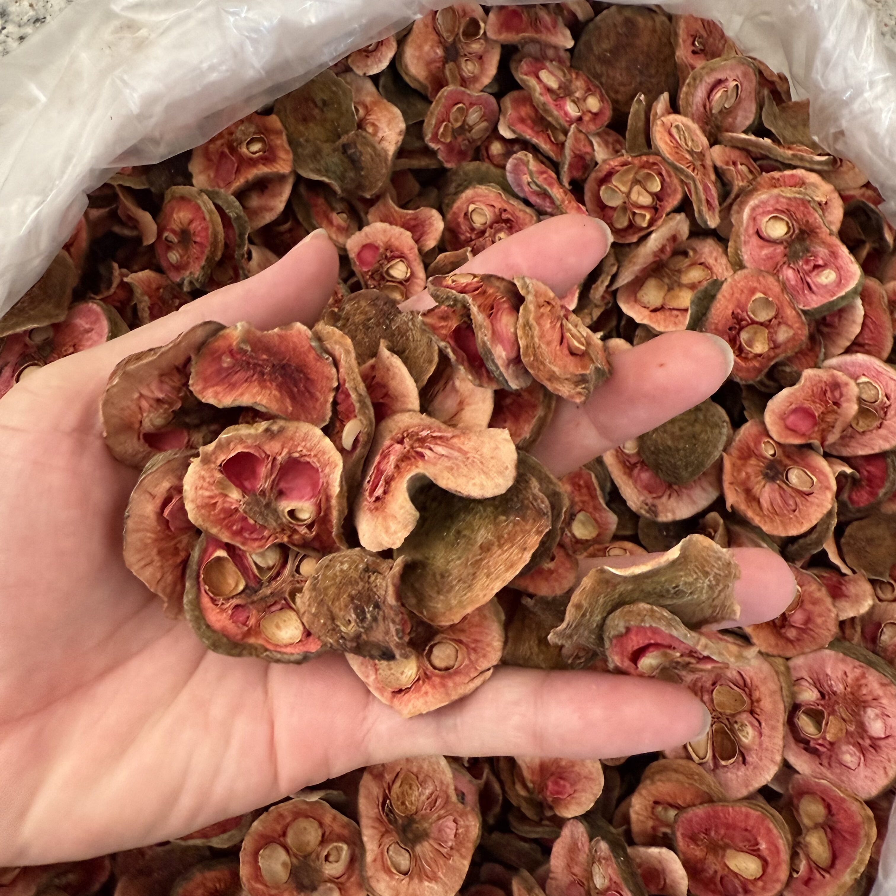 当季新鲜现摘现晒桂木果干胭脂果干狗囊果干狗果干批发