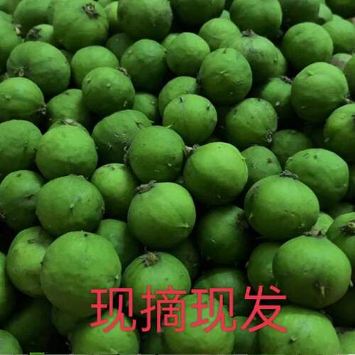 2026广东茂名特产新鲜仁面果现摘鲜果银念子酸果当天摘可腌制