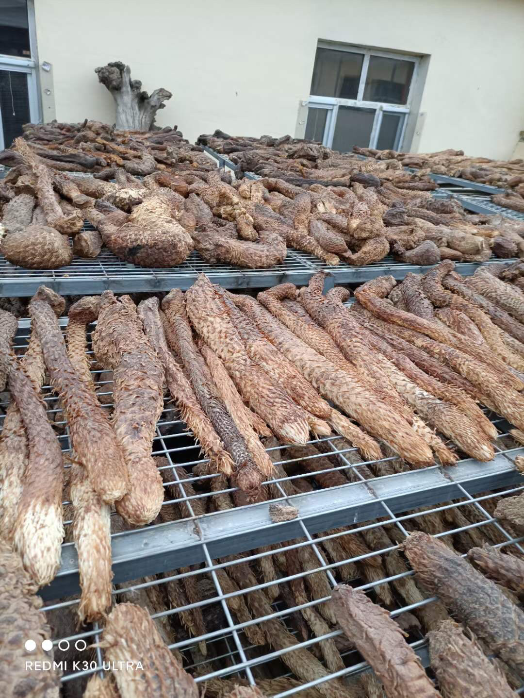 野生肉苁蓉内蒙古荒漠油性中药材药食同源整根泡酒500g阿拉善直发