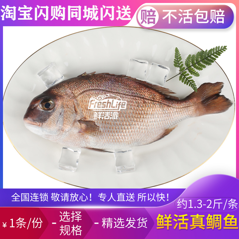 成都店同城闪送 鲜活真鲷鱼1条/份 约1.3-2斤可选 刺身级肉质