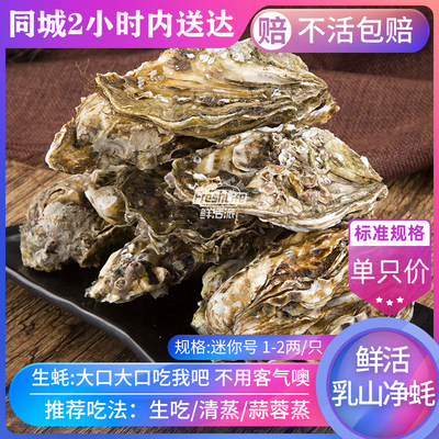 成都店 鲜活乳山净蚝 迷你号1-2两/只 单只价 刺身生蚝乳山海蛎子