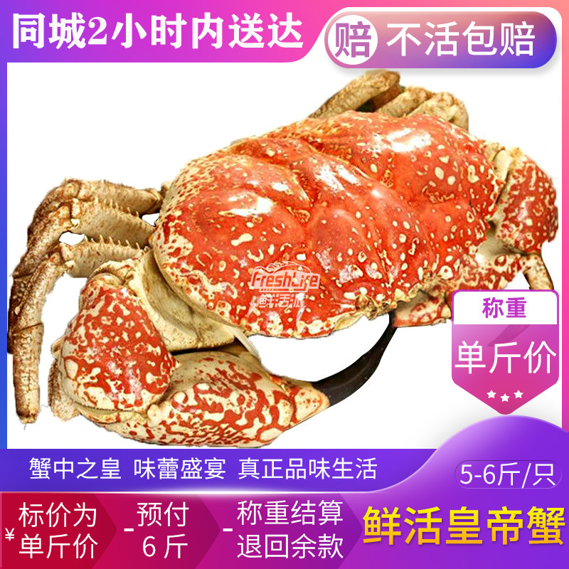 成都店 鲜活皇帝蟹5-6斤/只单斤价以实重结算 巨大拟滨帝王蟹大蟹