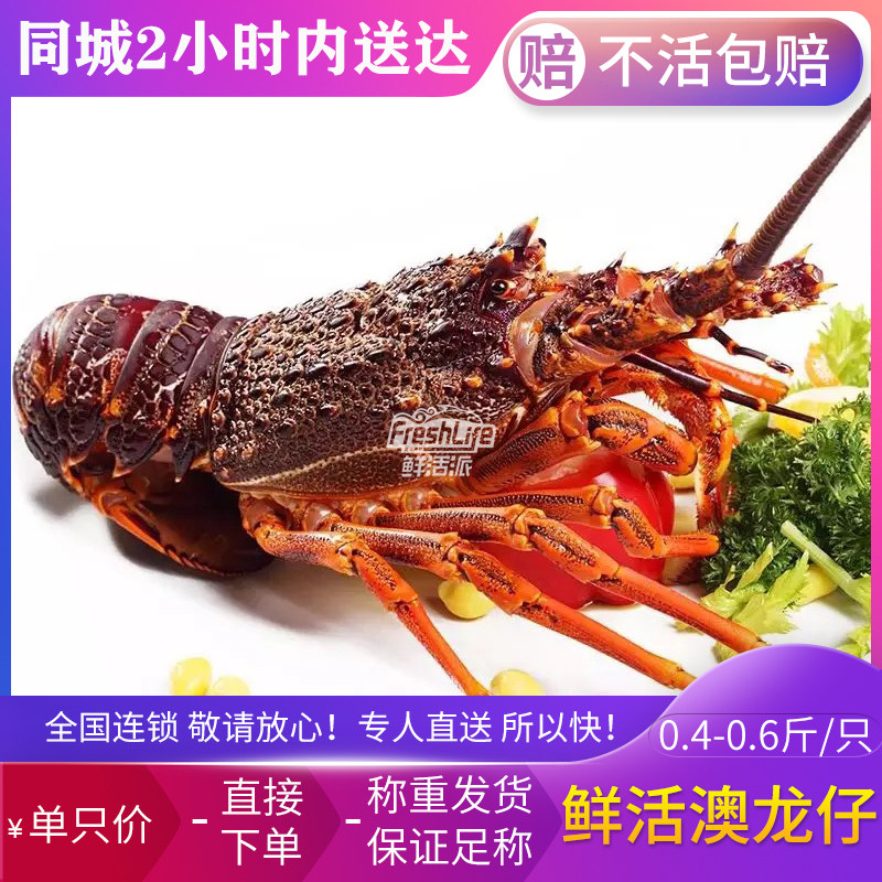 成都店 鲜活南非龙1只/份 约250g 刺身级别进口澳龙仔龙虾仔1只价